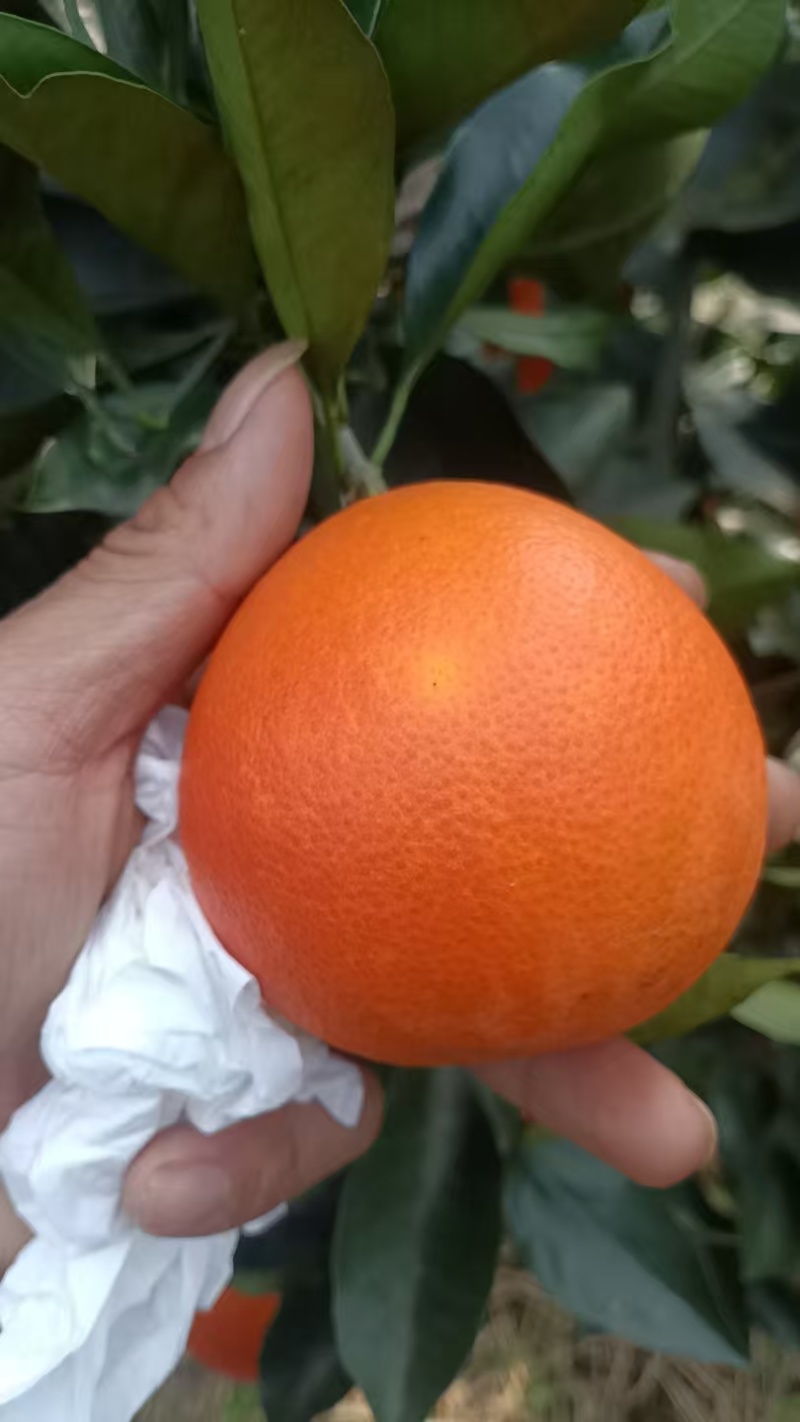 血橙/四川资阳雁江区精品血橙大量上市/对接全国采购商