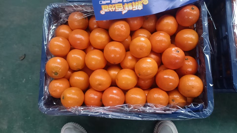 血橙/四川资阳雁江区精品血橙大量上市/对接全国采购商