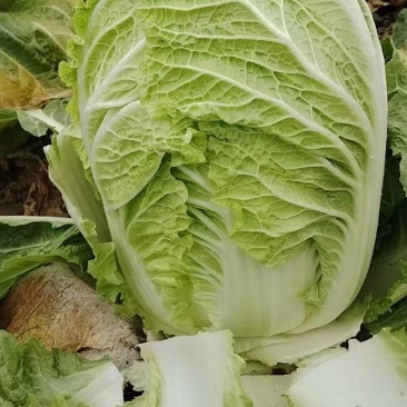 盱眙淮河的白菜