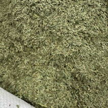 中药材侧柏叶柏树叶各种规格批发零售保质保量
