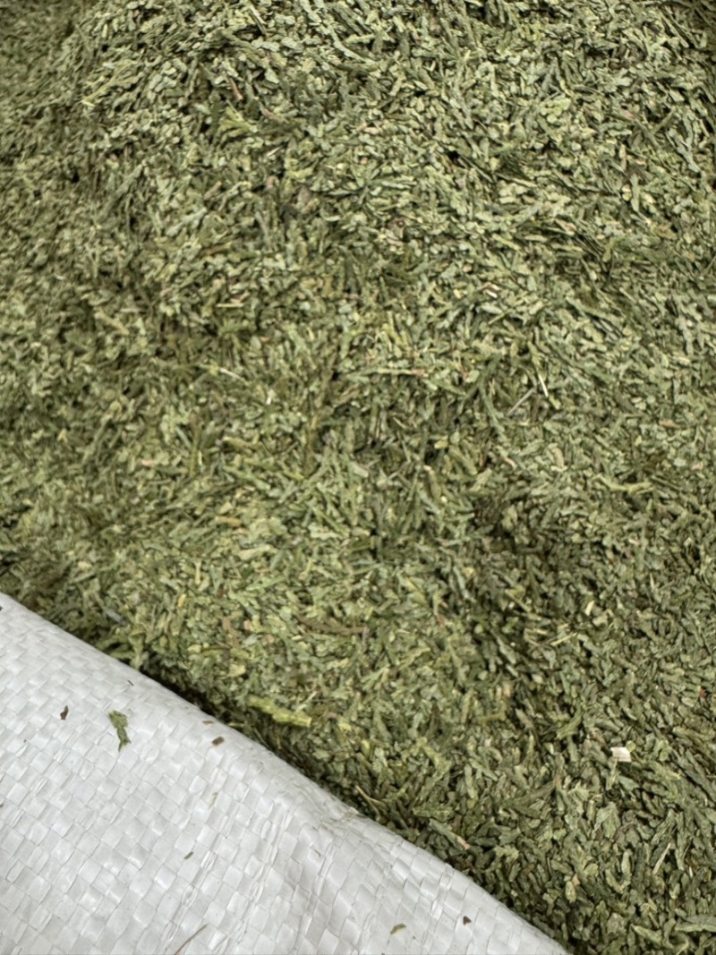 中药材侧柏叶柏树叶各种规格批发零售保质保量