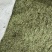 中药材侧柏叶柏树叶各种规格批发零售保质保量