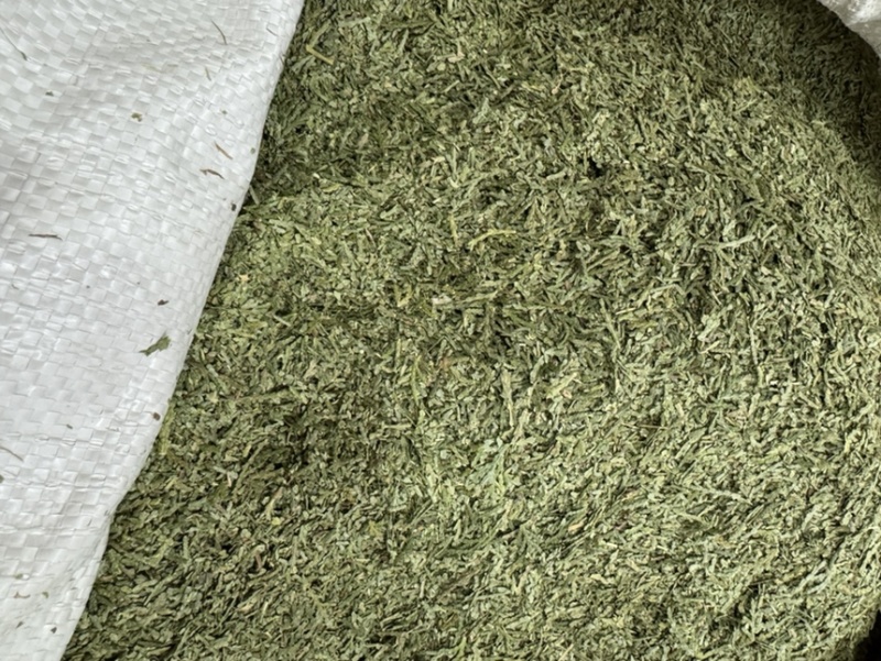中药材侧柏叶柏树叶各种规格批发零售保质保量