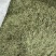 中药材侧柏叶柏树叶各种规格批发零售保质保量