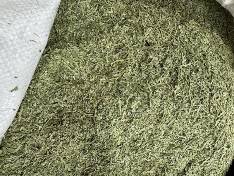 中药材侧柏叶柏树叶各种规格批发零售保质保量