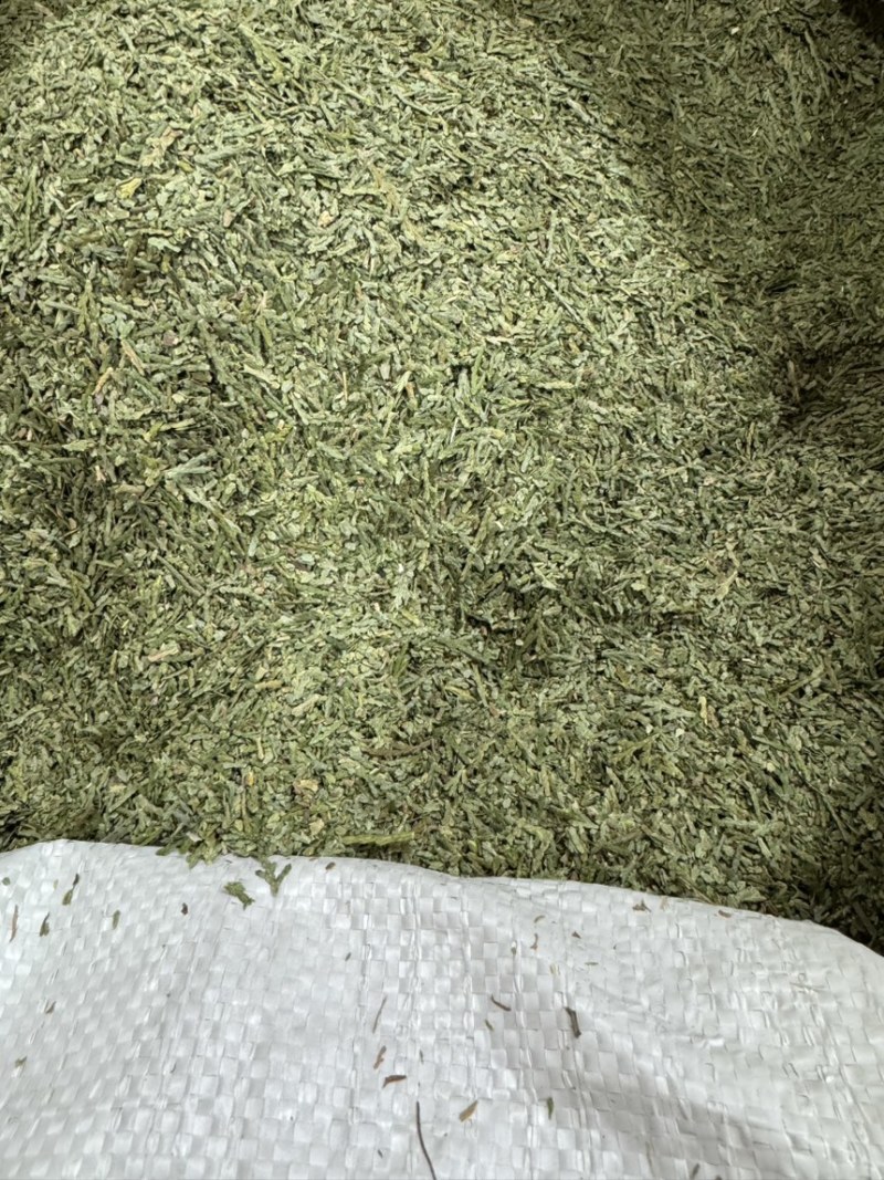 中药材侧柏叶柏树叶各种规格批发零售保质保量