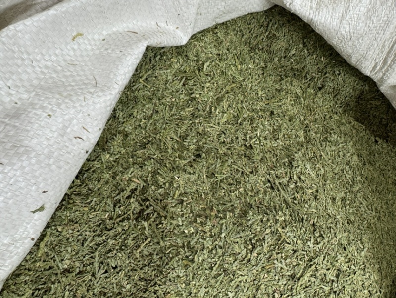中药材侧柏叶柏树叶各种规格批发零售保质保量