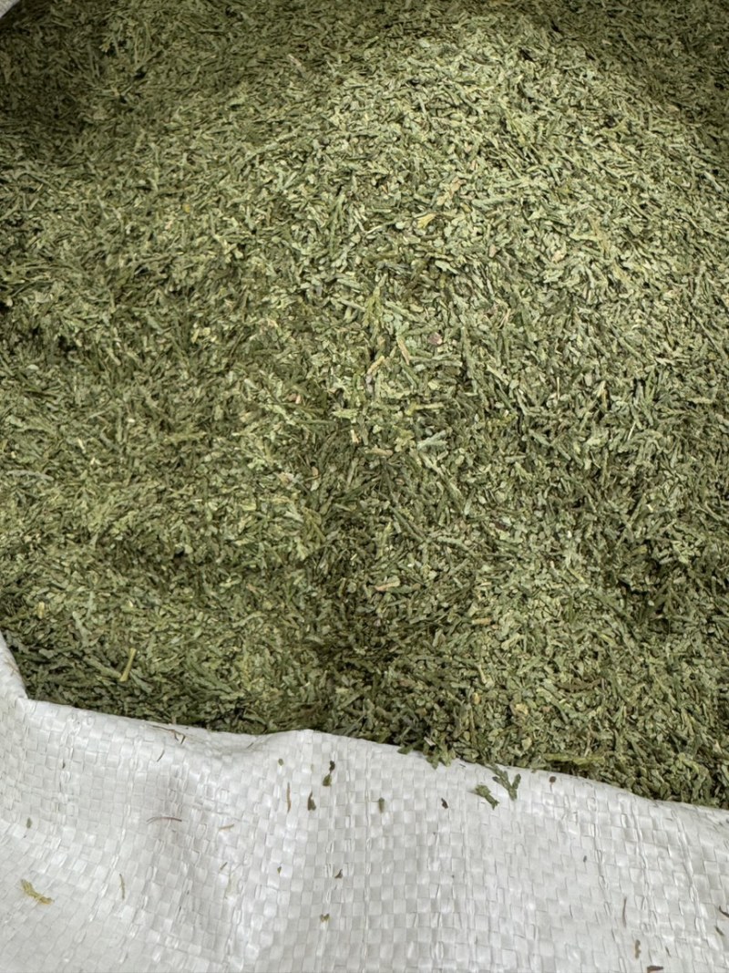 中药材侧柏叶柏树叶各种规格批发零售保质保量