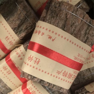 杜仲