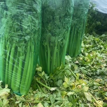 鹿邑西芹