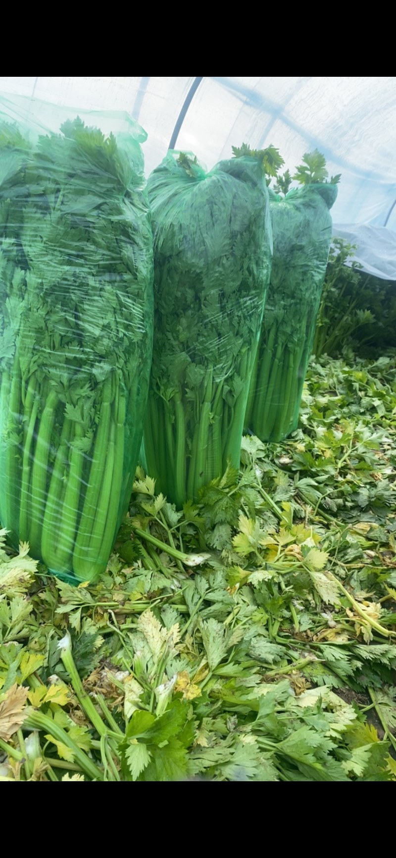 鹿邑西芹