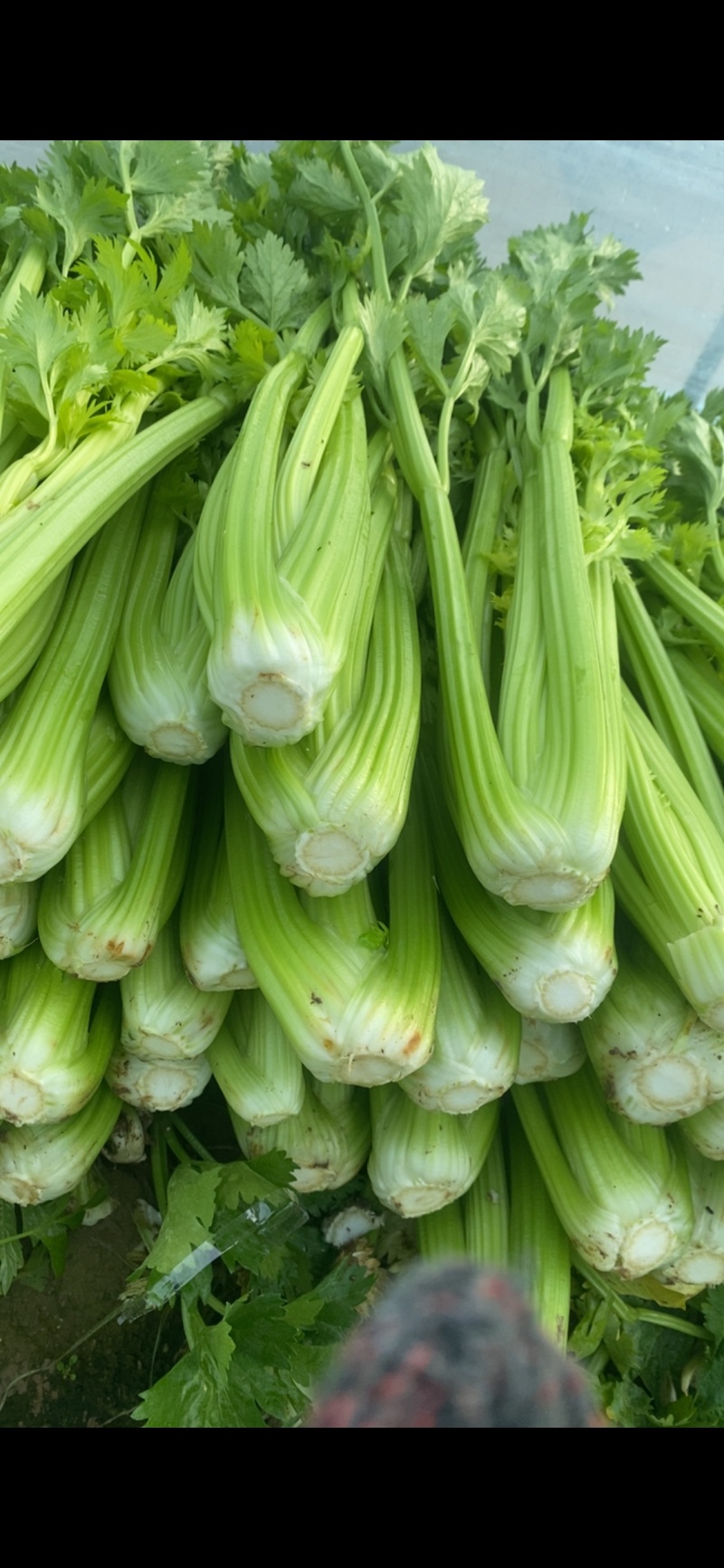 鹿邑西芹