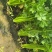 鹿邑西芹