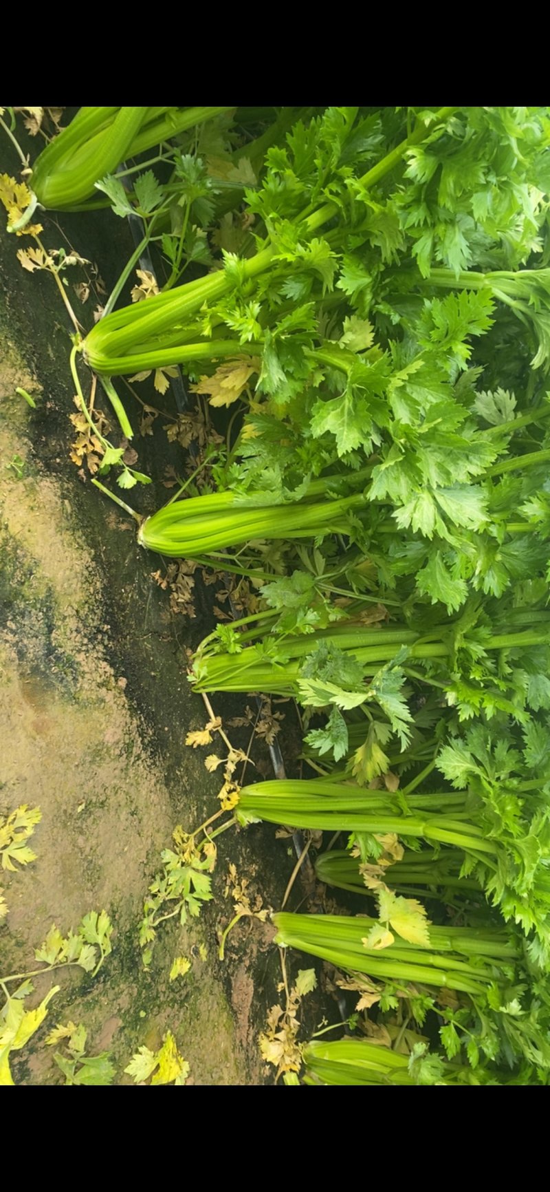 鹿邑西芹