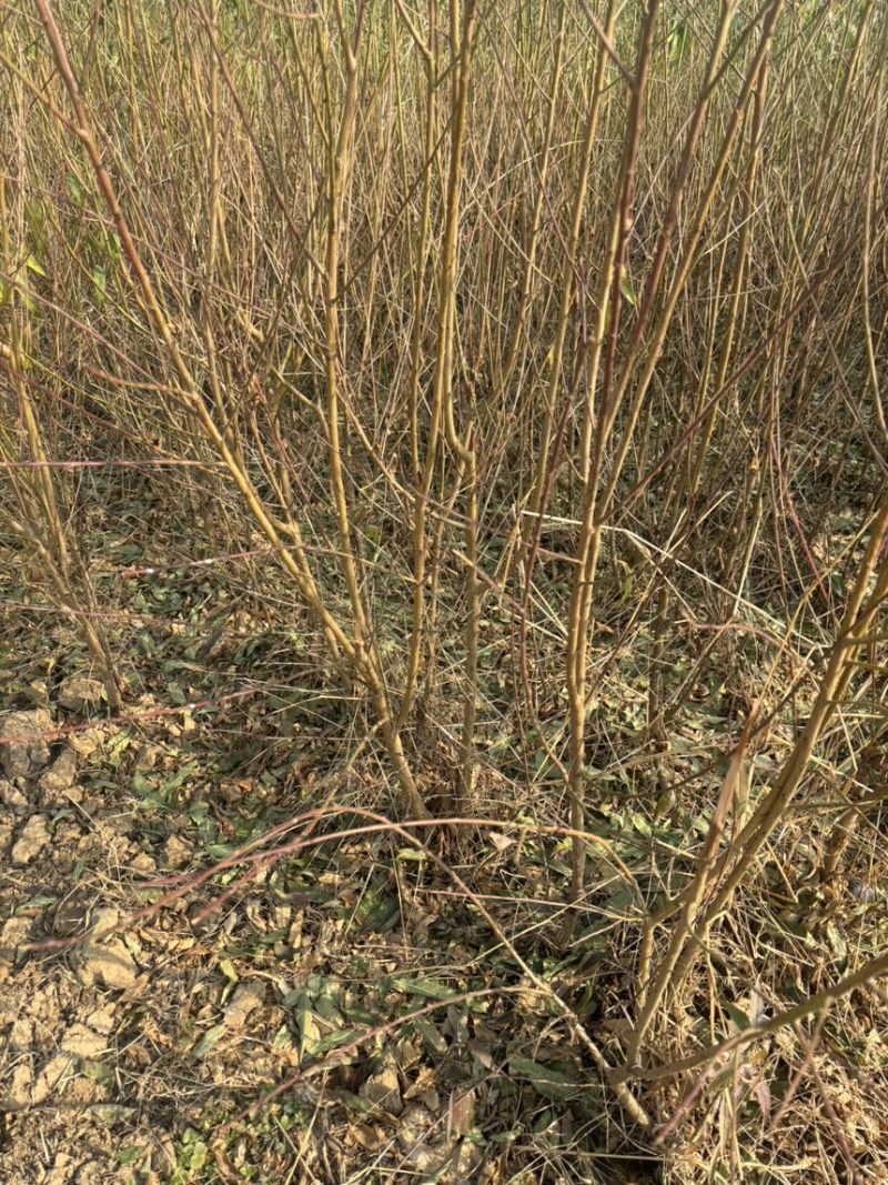 自己家种的桃树苗有想要的可以联系