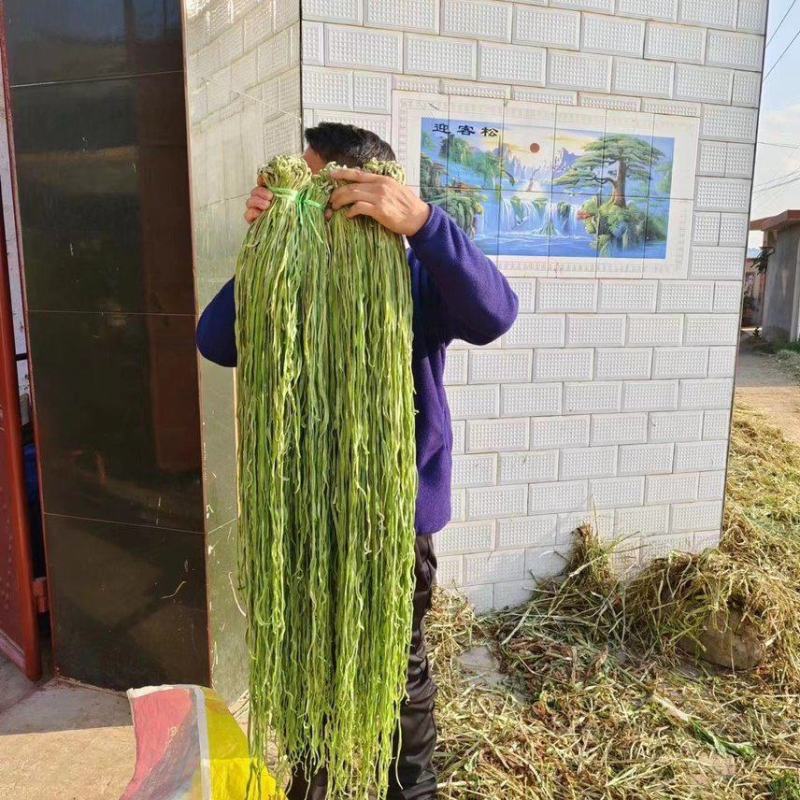 【热卖】贡菜云南大理贡菜产地直发货源充足保质保量