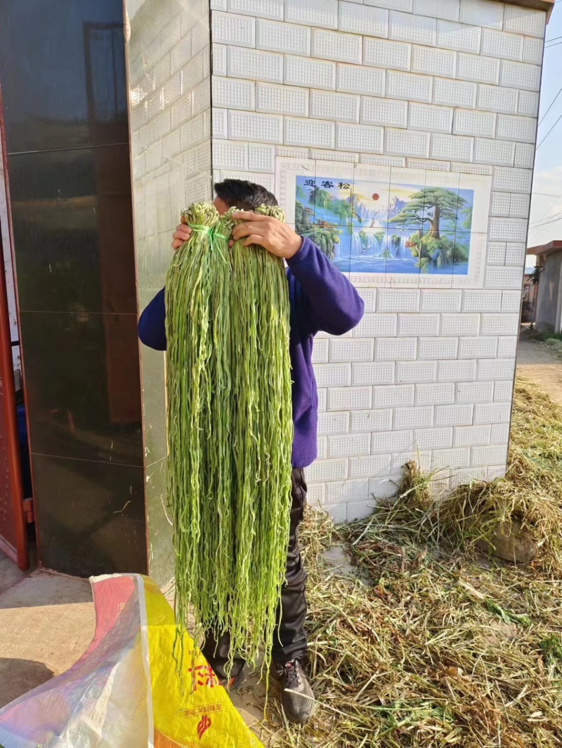 【热卖】贡菜云南大理贡菜产地直发货源充足保质保量