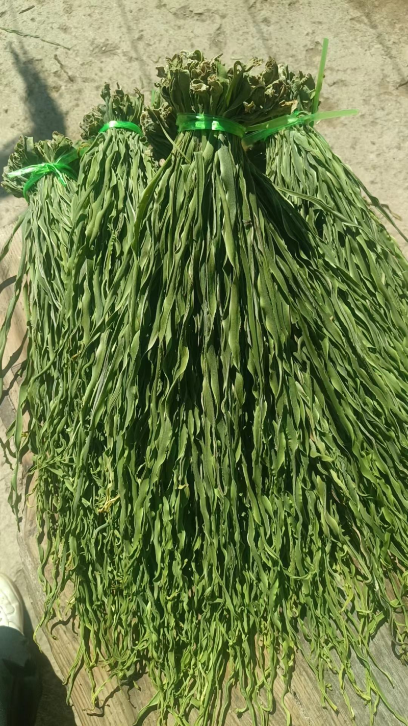 【热卖】贡菜云南大理贡菜产地直发货源充足保质保量