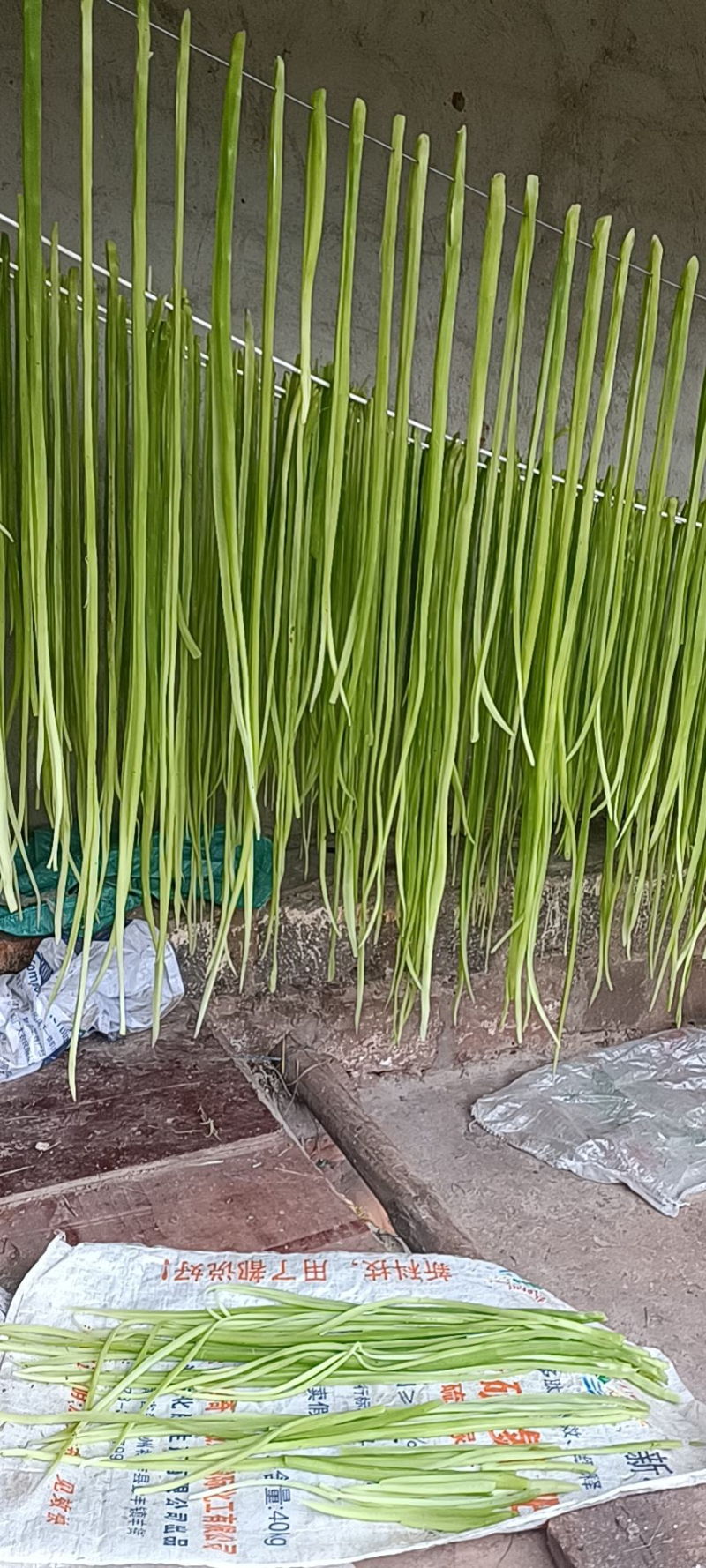 【热卖】贡菜云南大理贡菜产地直发货源充足保质保量