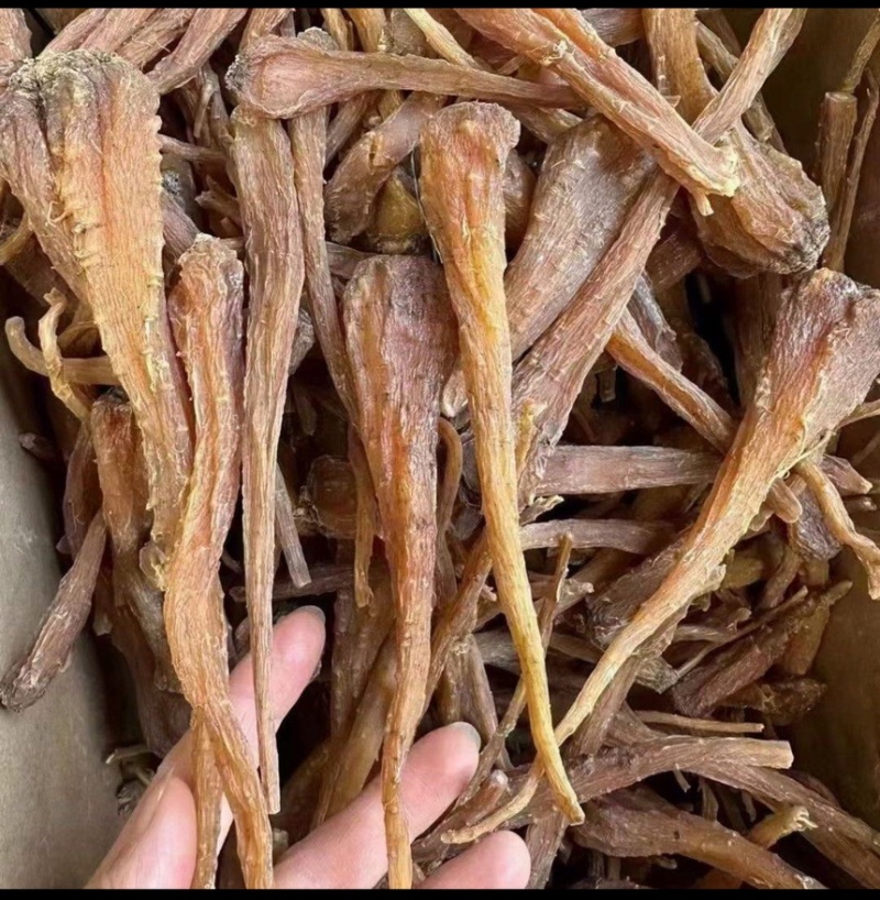 藏血参云南高海拔藏血参一件代发量大从优原产地一手货源