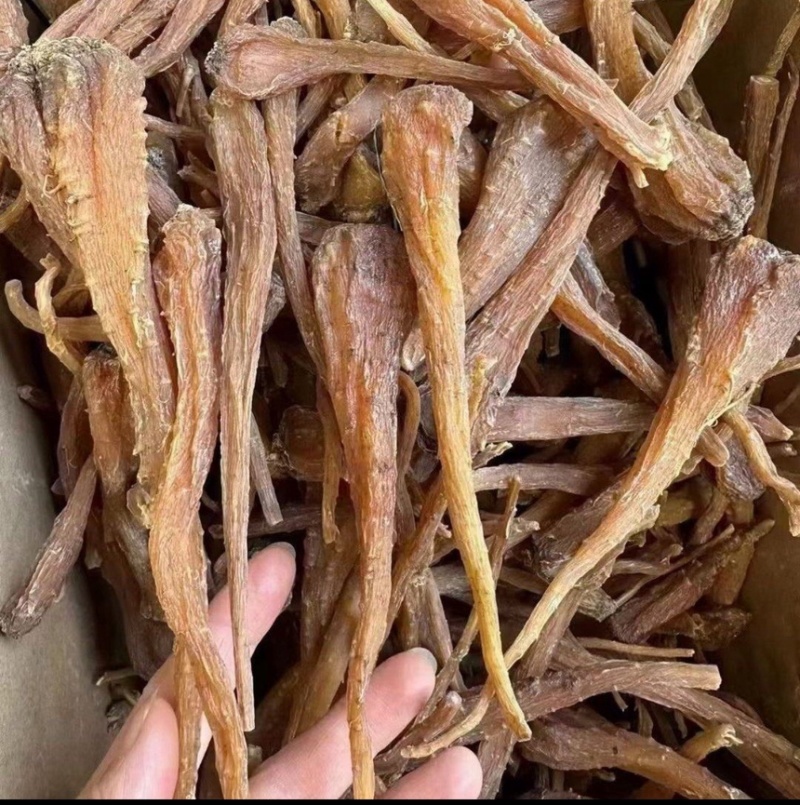 藏血参云南高海拔藏血参一件代发量大从优原产地一手货源