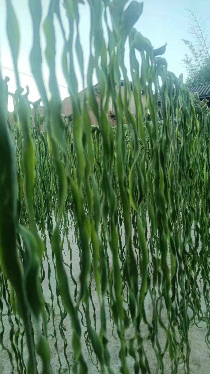 【推荐】贡菜干云南贡菜干产地直发对接商超火锅店市场