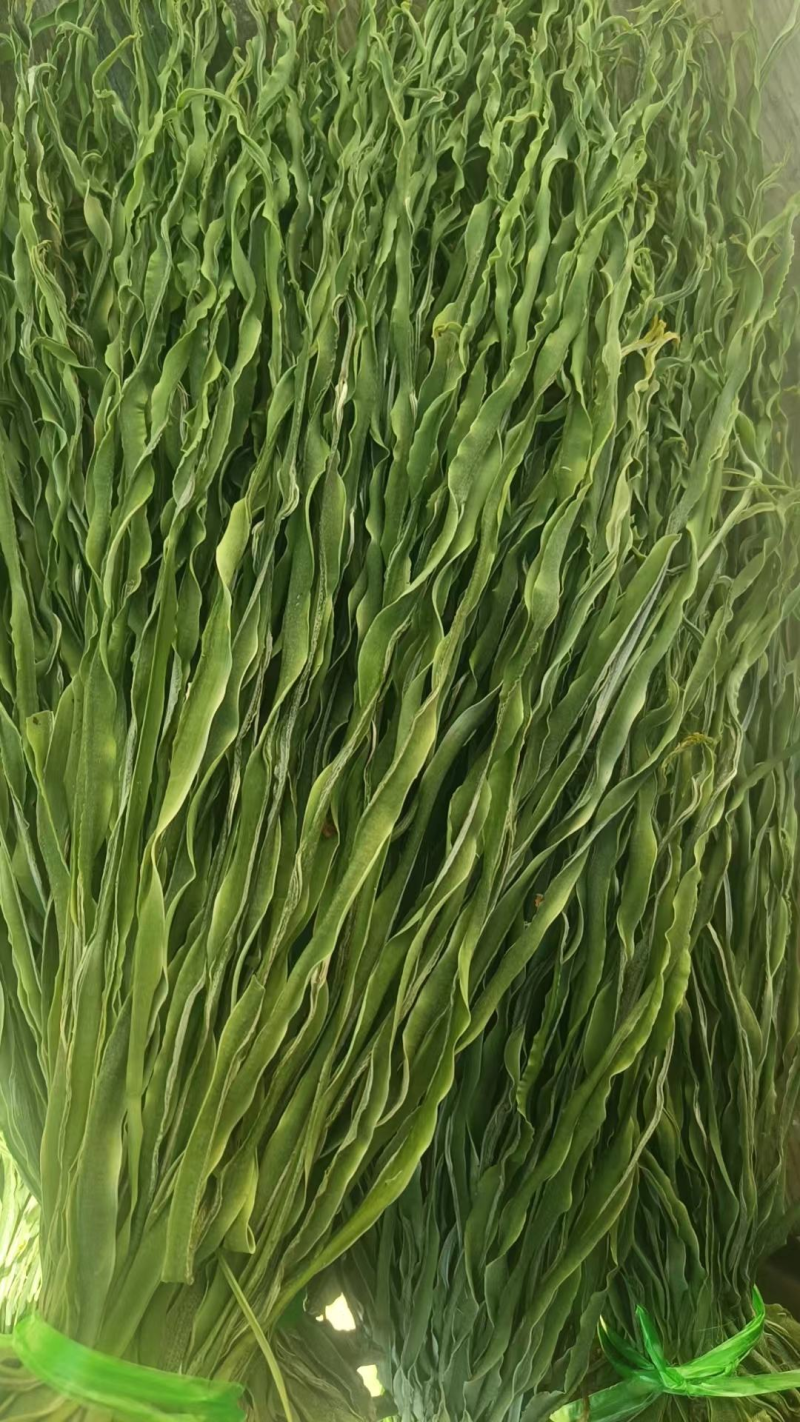 【推荐】贡菜干云南贡菜干产地直发对接商超火锅店市场