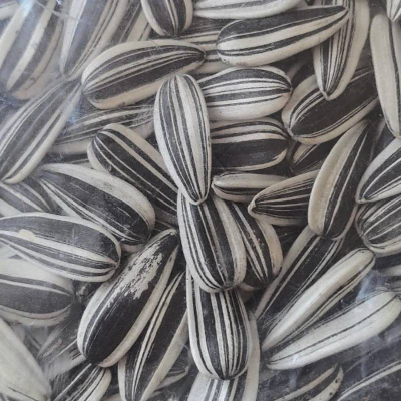 加粒仓9号千粒重220-230皮薄口感香
