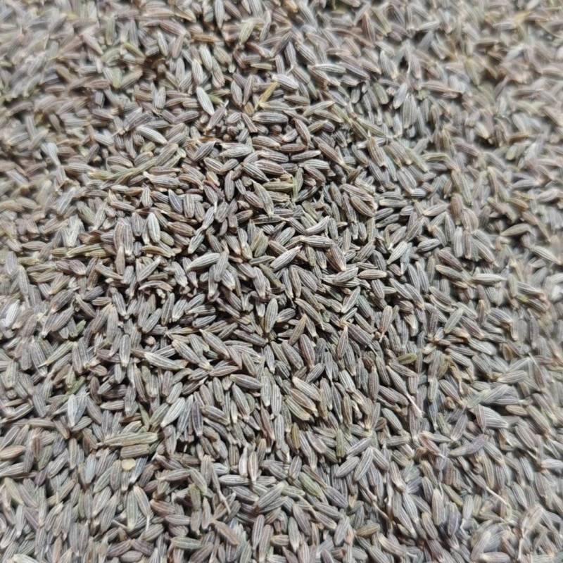 今年新货新疆孜然便宜出200吨，50斤起售