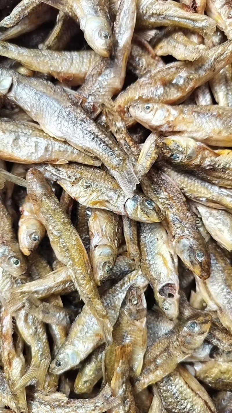 山东微山湖开肚烤小麦鱼品质好价格低产地直供