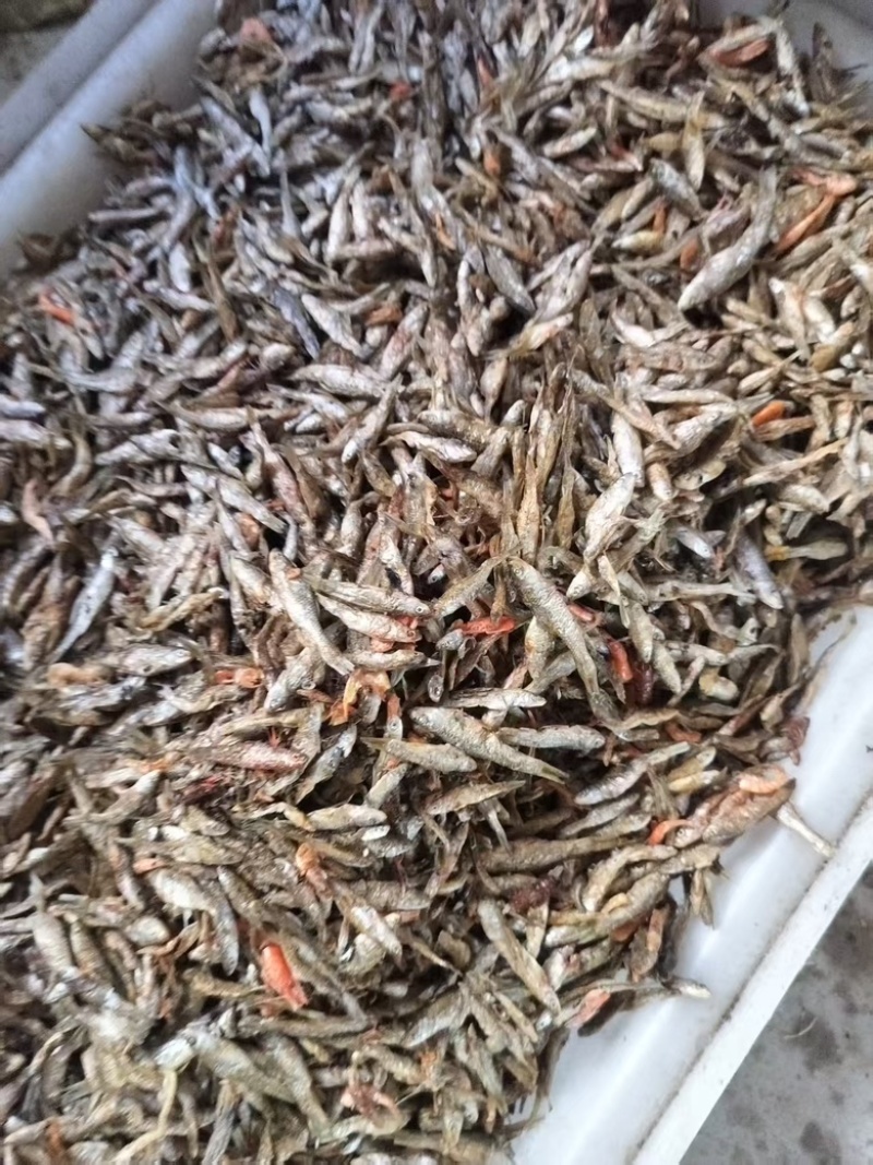 山东微山湖开肚烤小麦鱼品质好价格低产地直供