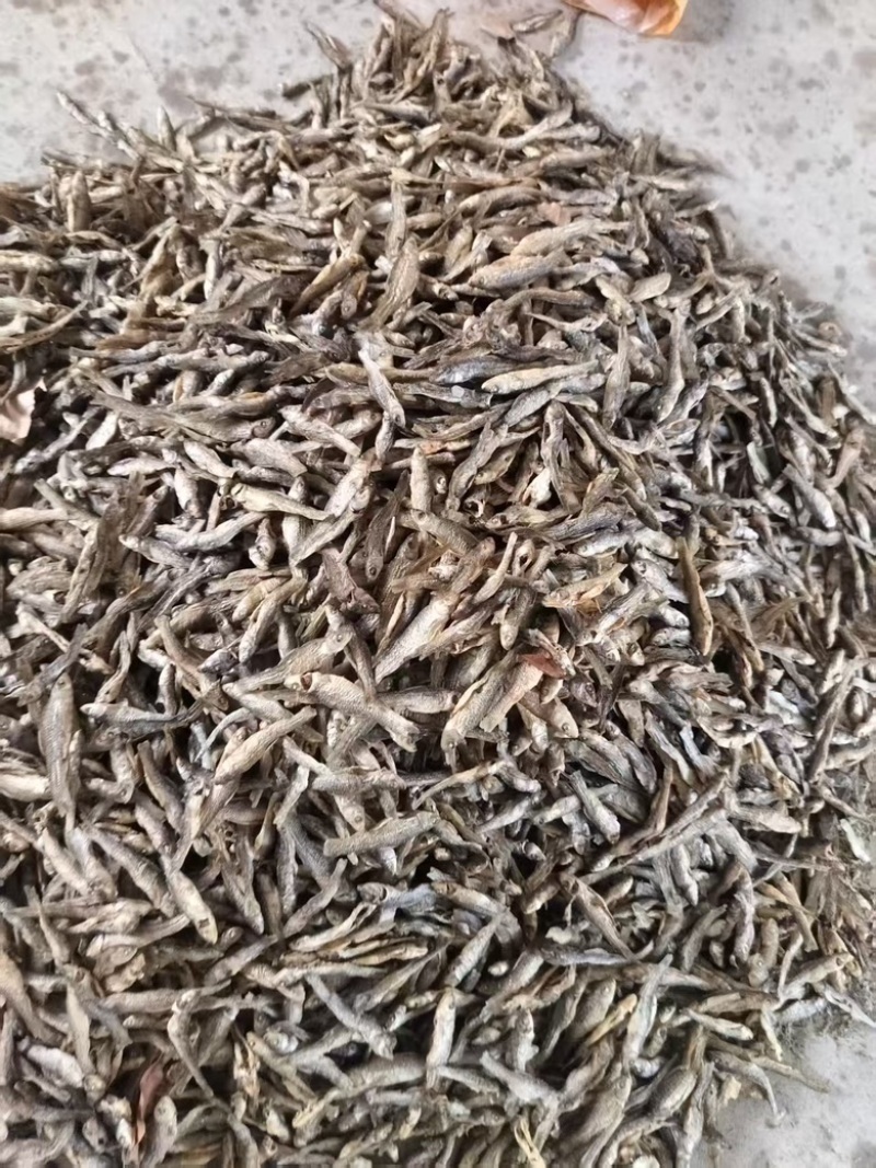 山东微山湖开肚烤小麦鱼品质好价格低产地直供