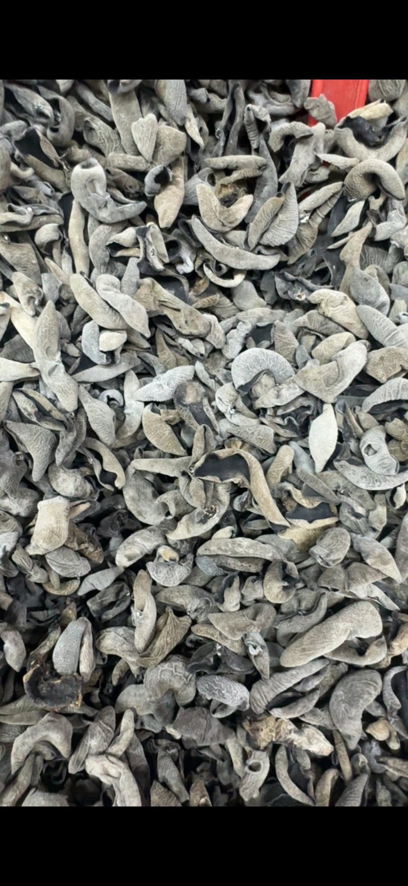 黑木耳优质品种大量有货常年供应可视频看货