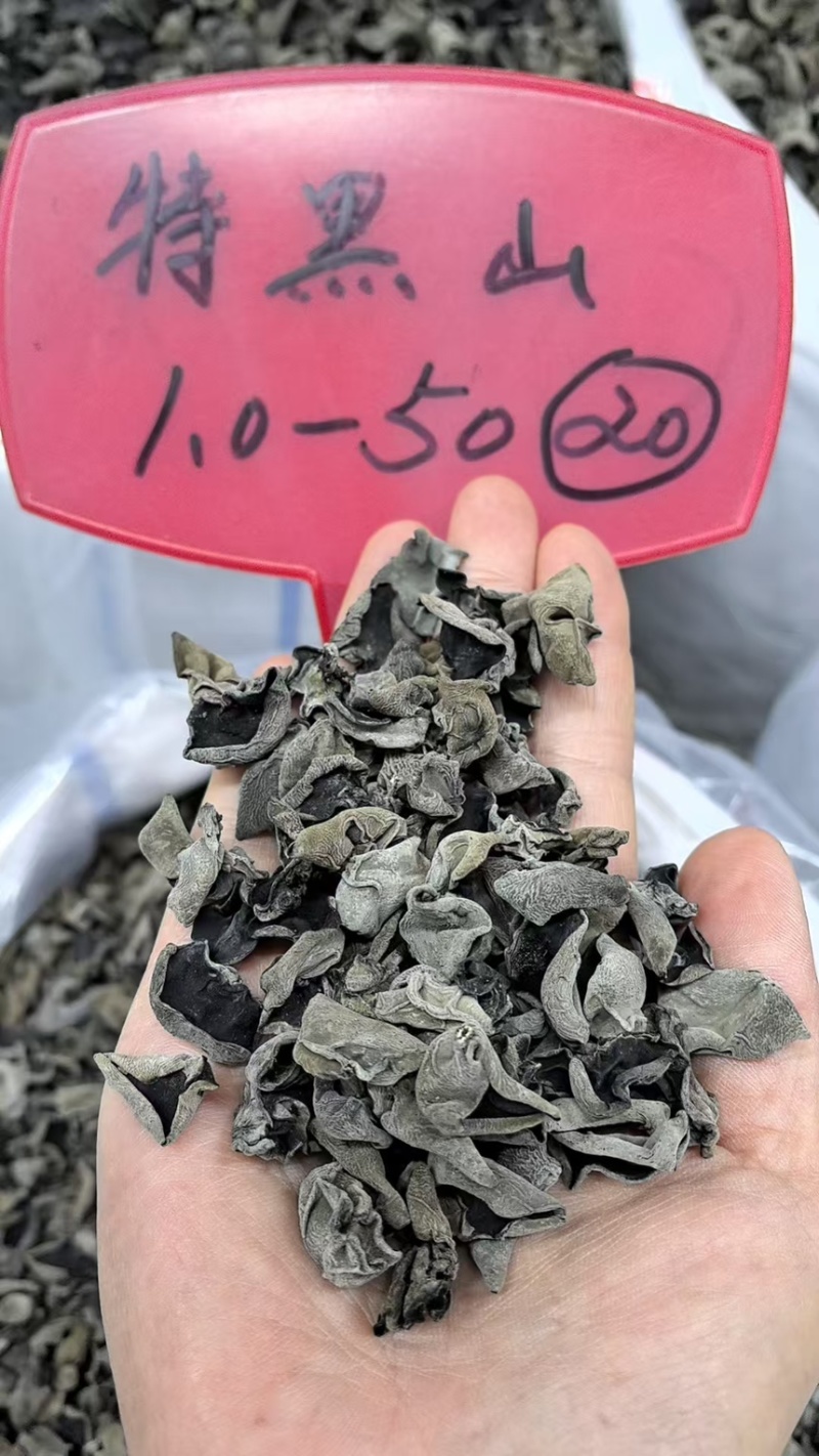 黑木耳优质品种大量有货常年供应可视频看货