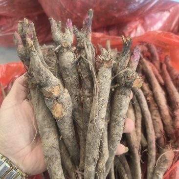 两年三年杂花赤芍苗