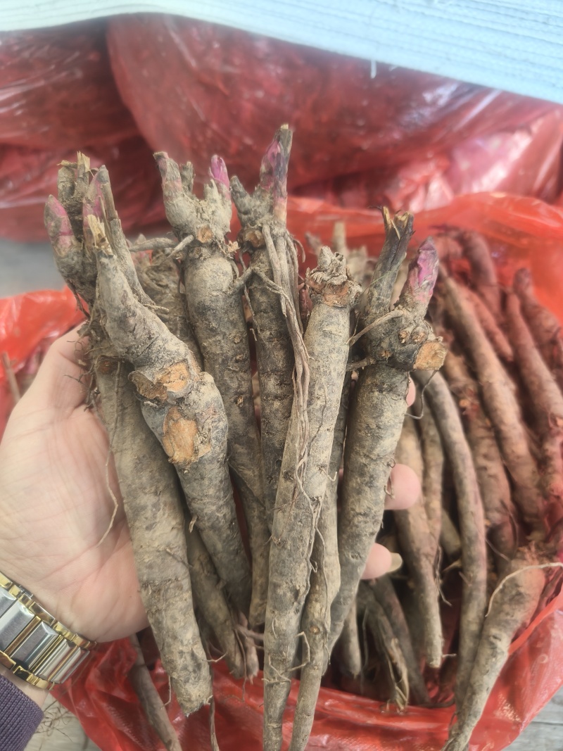两年三年杂花赤芍苗