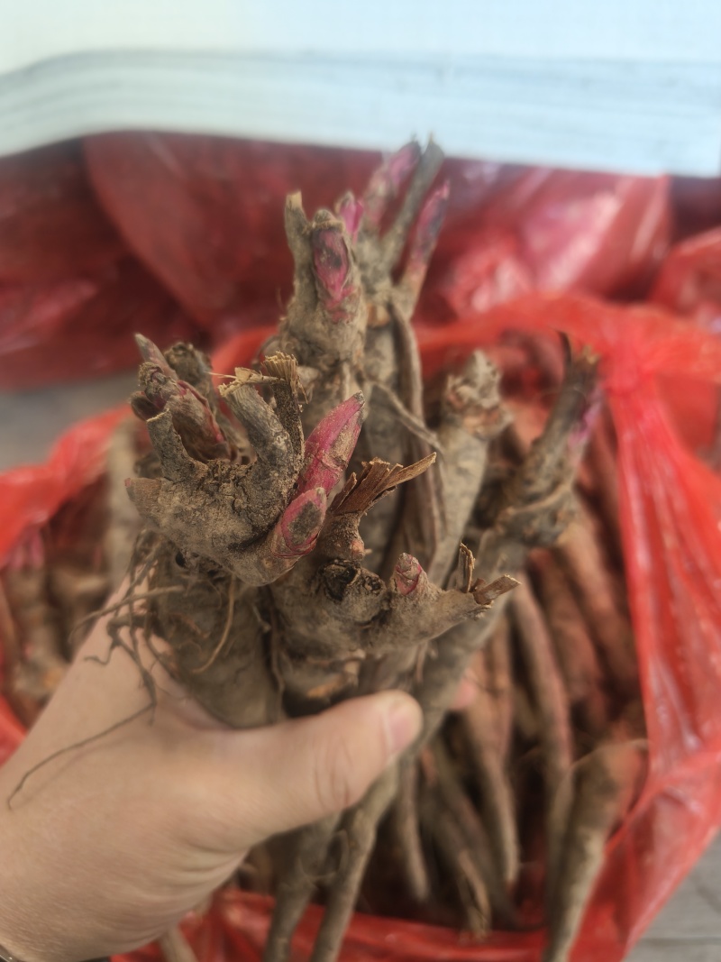 两年三年杂花赤芍苗