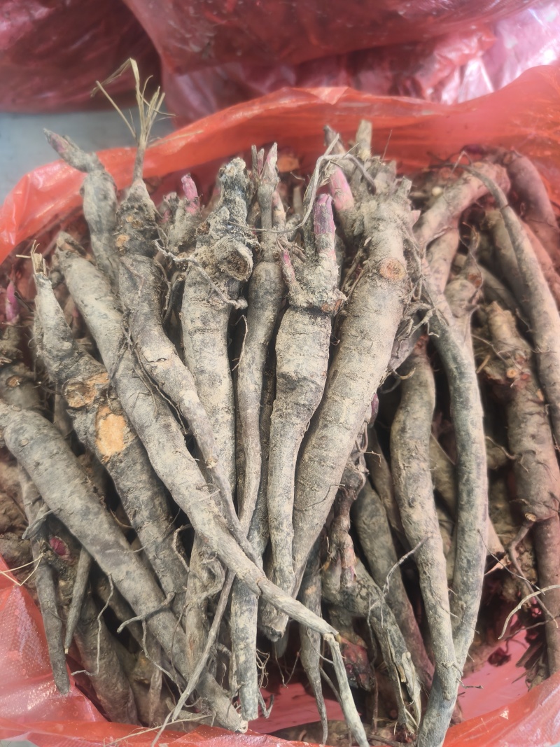 两年三年杂花赤芍苗
