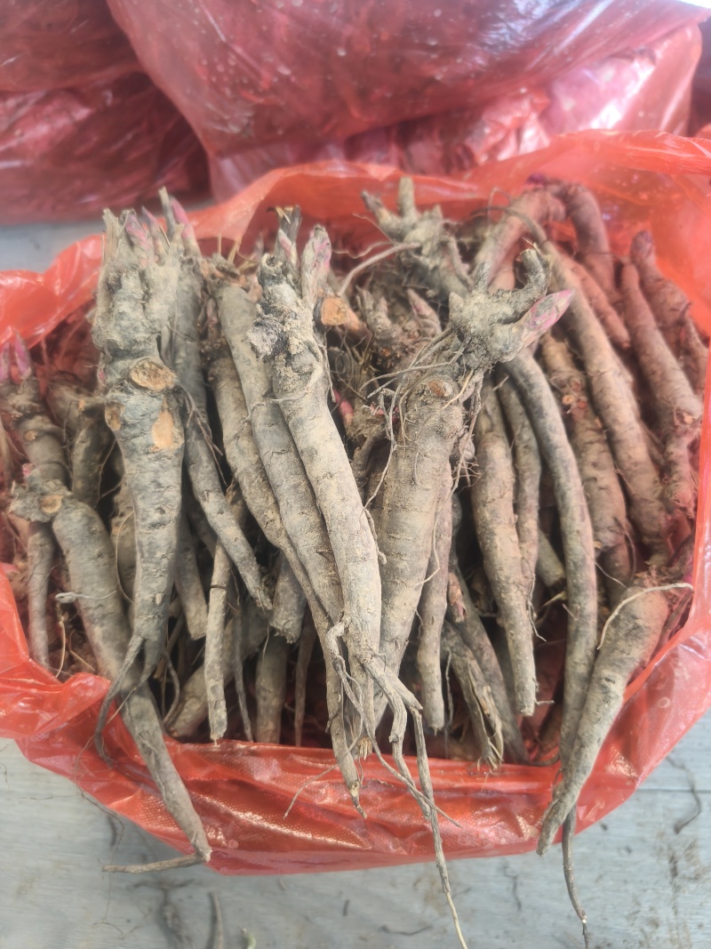 两年三年杂花赤芍苗