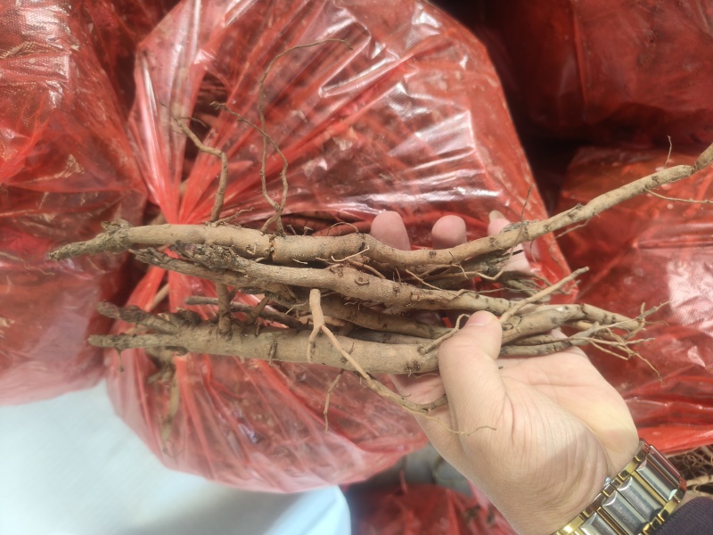 两年药用牡丹苗