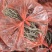 两年药用牡丹苗