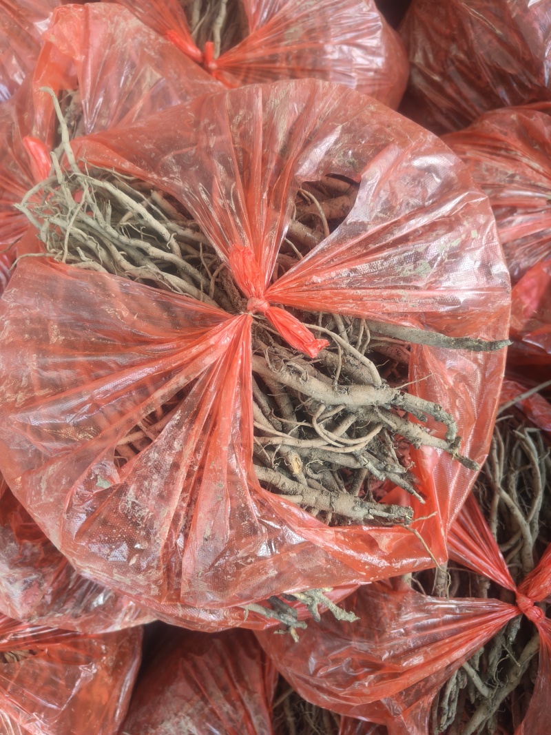 两年药用牡丹苗