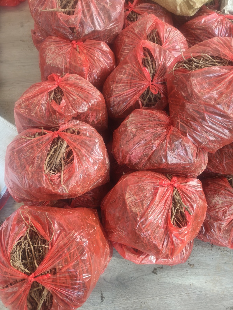 两年药用牡丹苗