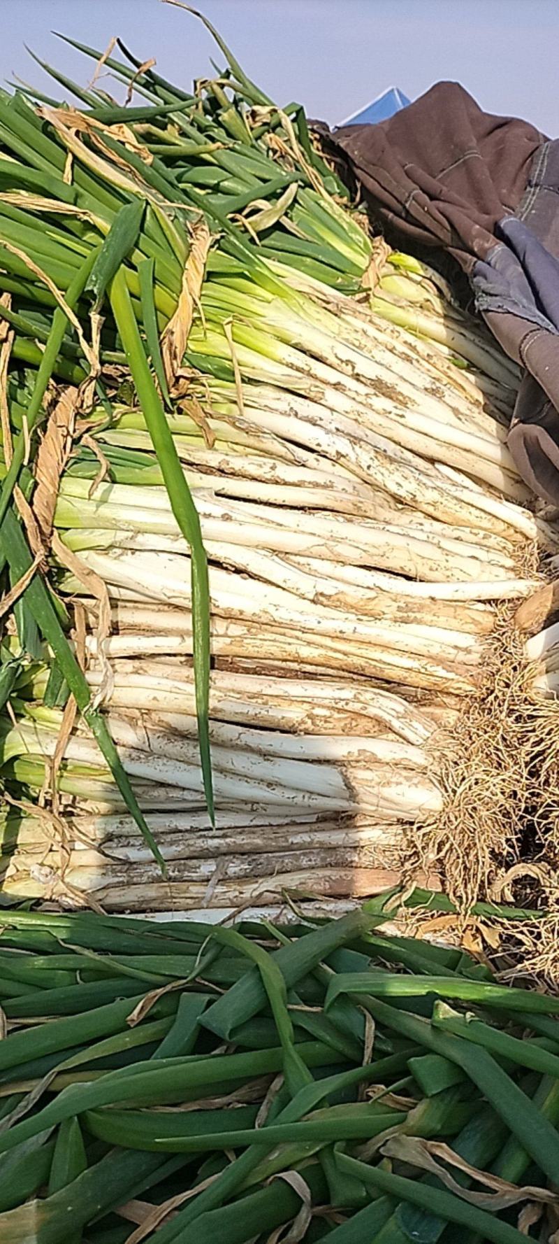 优质黄分葱
