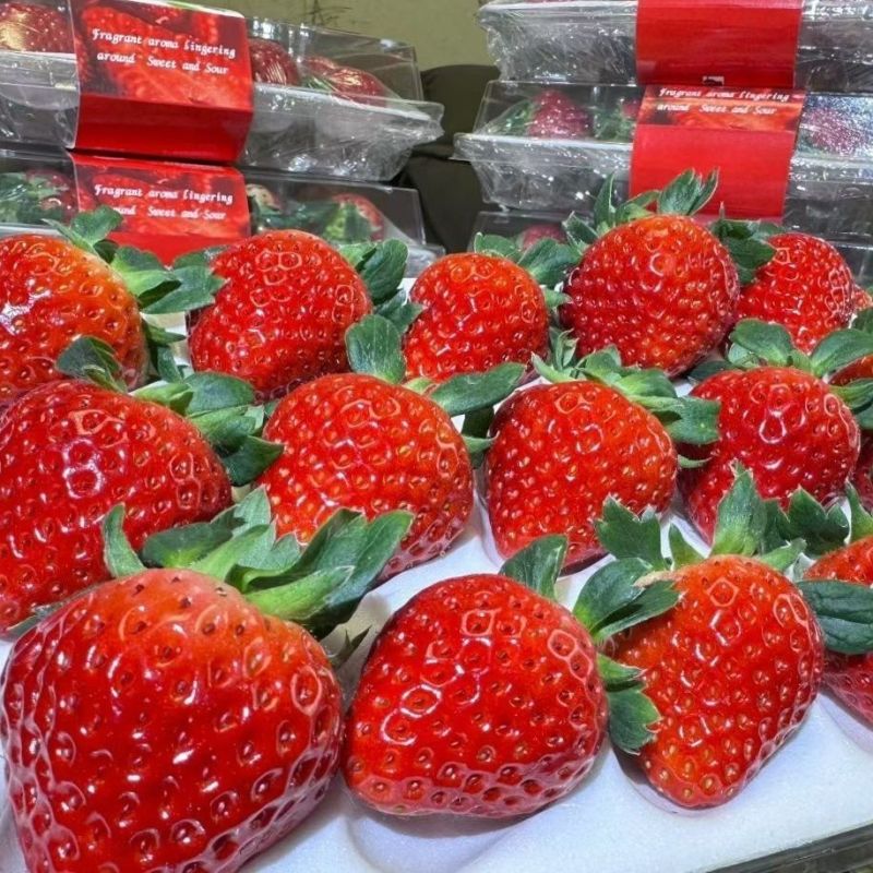 【精选】精品丹东九九草莓支持一件代发现摘现色泽诱人