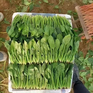菠菜各种规格大小都有，电商平台，批发市场，商超可以对接！