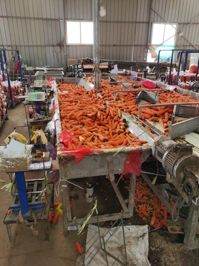 胡萝卜，中条，小条，次品，小次，