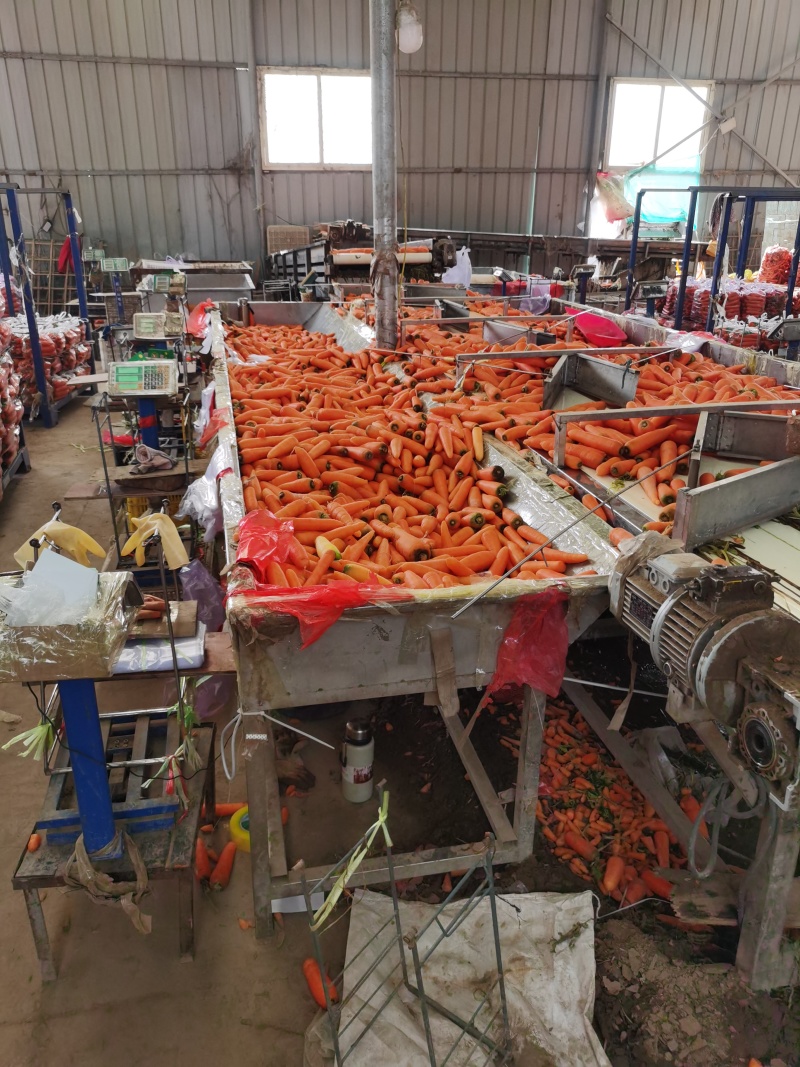 胡萝卜，中条，小条，次品，小次，