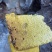 纯野生冬至蜜