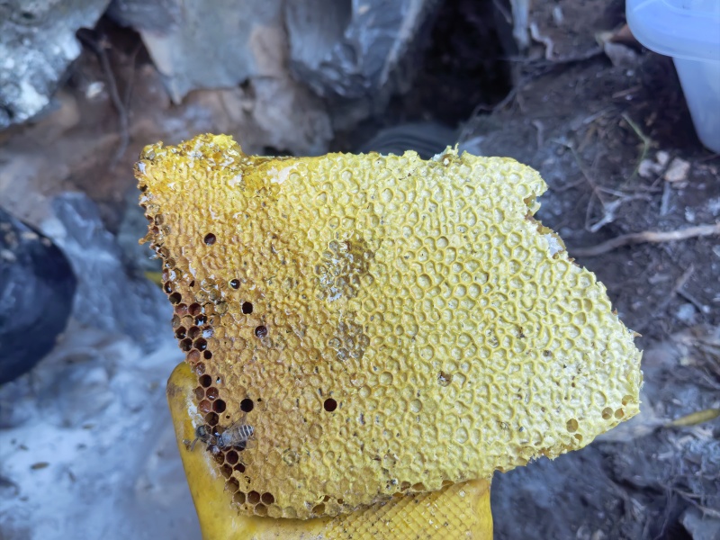 纯野生冬至蜜